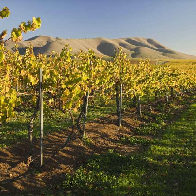 Vineyards in Santa Maria, CA