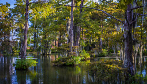 Cypress Lake at the University of Louisiana at Lafayette