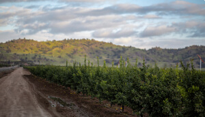 Citrus groves in Visalia, CA