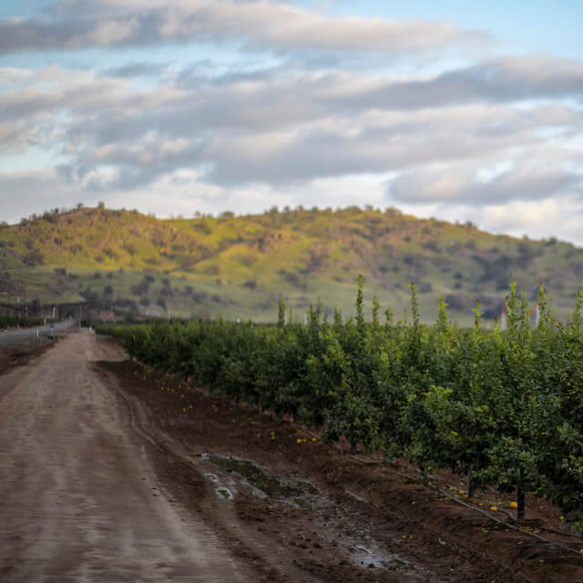 Citrus groves in Visalia, CA