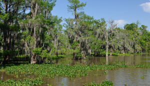 Cypress swamp in Houma, LA