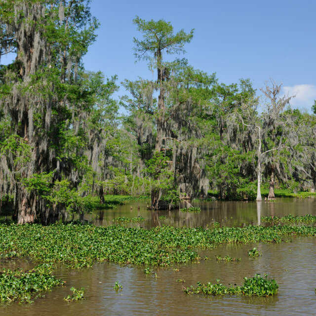 Cypress swamp in Houma, LA