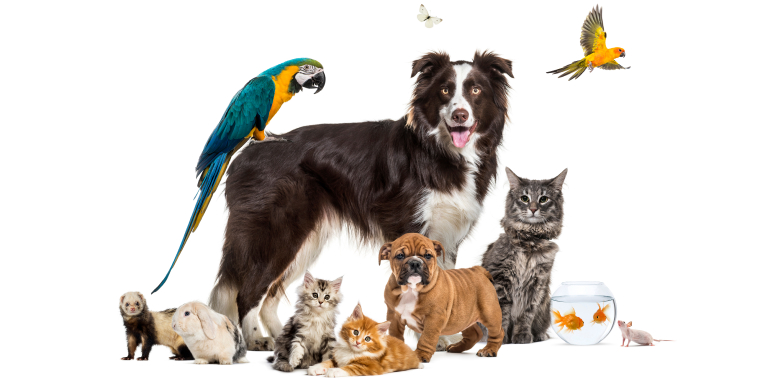 Group of various pets around a border collie: dog, cat, ferret, rabbit, birds, fish, rodent