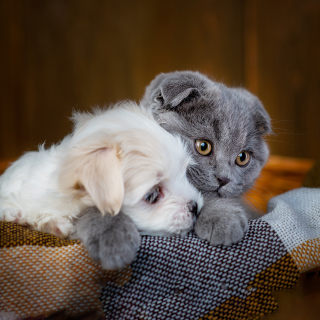 Dog and cat cuddling and posing for picture