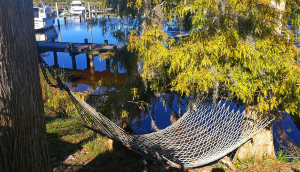 Hammock under cypress trees by New River in Jacksonville, North Carolina