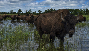 A herd of American bison outside Grand Island, NE.