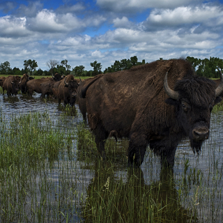 A herd of American bison outside Grand Island, NE.