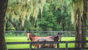 Horses in Ocala, FL.