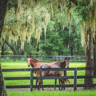 Horses in Ocala, FL.