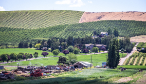 Vineyard near Yakima, WA.