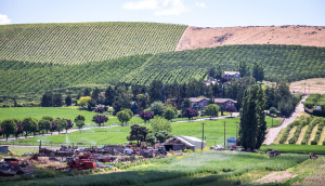 Vineyard near Yakima, WA.