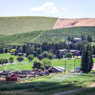 Vineyard near Yakima, WA.