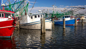 Colorful shrimp fishing boats docked in harbor at Biloxi, Mississippi