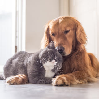 Dog and Cat cuddling.