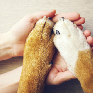 Hands with dog paws on top.