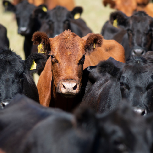 Cows and Cattle on a Farm and Ranch in Texas: Cheap car insurance in The Beef Capital of the World, Hereford, TX.