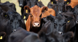 Cows and Cattle on a Farm and Ranch in Texas: Cheap car insurance in The Beef Capital of the World, Hereford, TX.