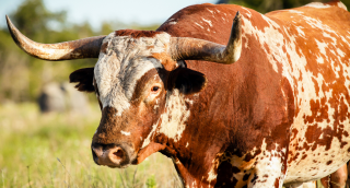 A close up of a wild longhorn bull standing in grassy field near Big Spring, cheap car insurance in Texas.