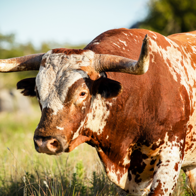 A close up of a wild longhorn bull standing in grassy field near Big Spring, cheap car insurance in Texas.