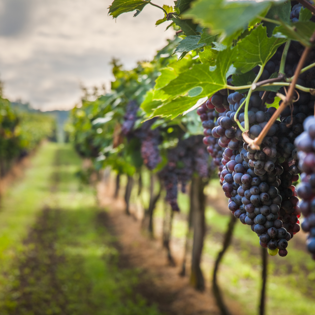 Concord, California vineyards with red grapes: cheap auto insurance in Todos Santos.