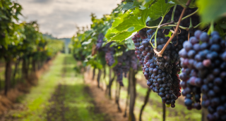 Concord, California vineyards with red grapes: cheap auto insurance in Todos Santos.