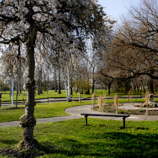 Trees in Sims park Euclid Ohio in the spring with fresh green grass – best car insurance in Ohio.