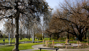 Trees in Sims park Euclid Ohio in the spring with fresh green grass – best car insurance in Ohio.