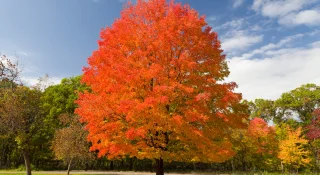 Sugar Maple in Autumn – cheap car insurance in Michigan.