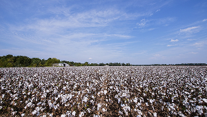 Cotton field in Alexandria – cheap car insurance in Louisiana.