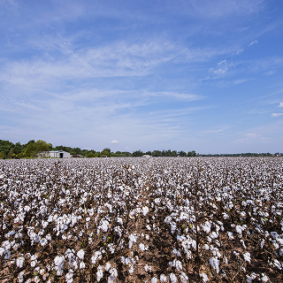 Cotton field in Alexandria – cheap car insurance in Louisiana.