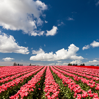 Red and pink tulips blooming in a field in Mount Vernon – cheap car insurance in Washington.
