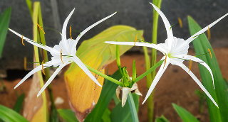 Hymenocallis coronaria, commonly known as the Cahaba lily, shoal lily, or shoals spider-lily – cheap car insurance in Georgia.