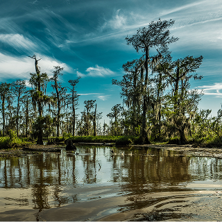 Walker, Louisiana swamp and wetland landscape with cypress trees, still water, and blue sky