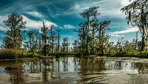Walker, Louisiana swamp and wetland landscape with cypress trees, still water, and blue sky
