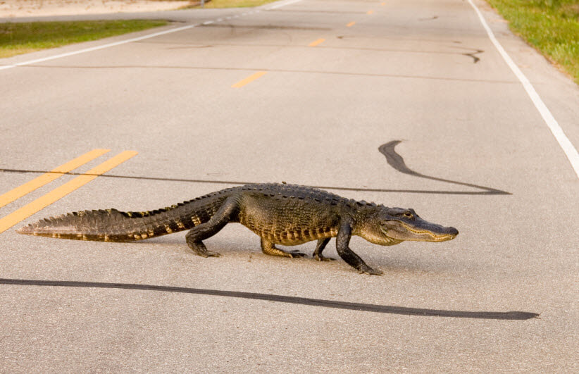 Road Gators Are Not an Endangered Species