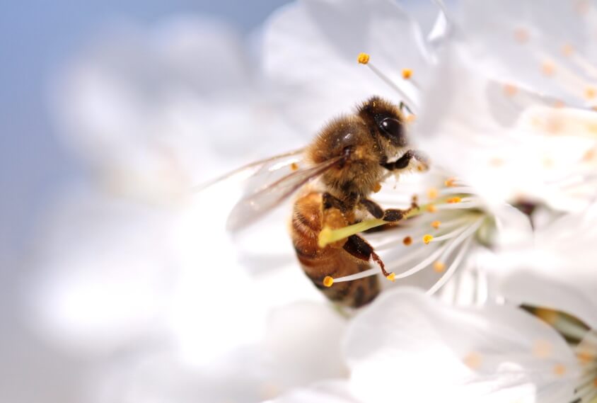 Spring Has Sprung – How to Reduce the Risk of Bee and Wasp Stings