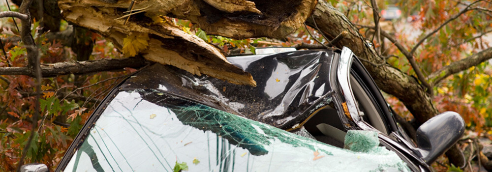 My Tree Just Squashed My Neighbor’s Car – Who Pays the Tab?