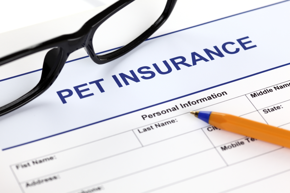 Pet Insurance is the Answer to High Vet Bills