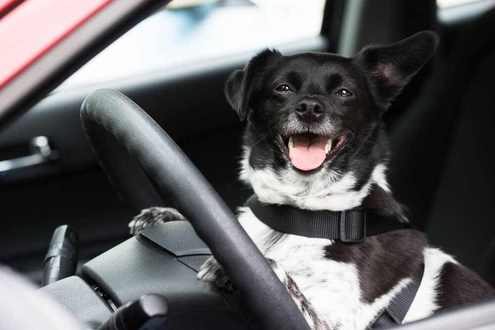 Paws & Seatbelts: A Guide to Safe Road Trips with Your Four-Legged Friends 