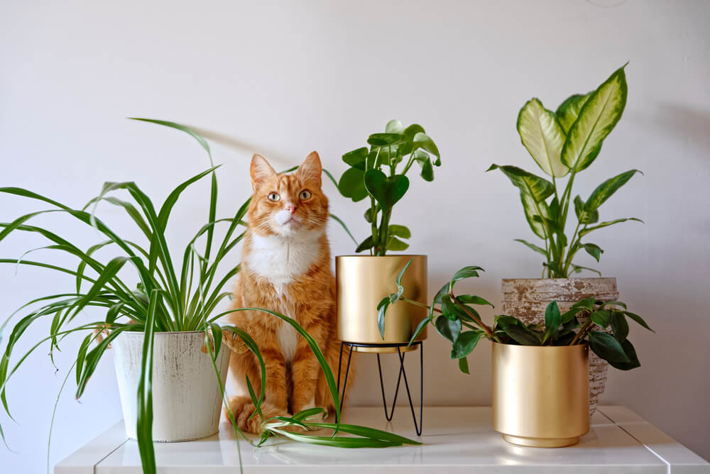 Protect Your Feline Friend: Understanding Pet Insurance and Cat-Friendly Plants 